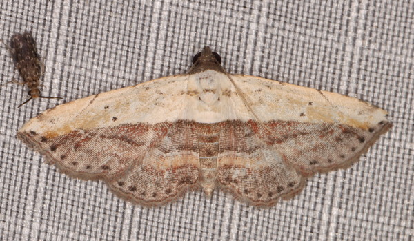 /filer/webapps/moths/media/images/ /latifera_Corgatha_A_Heyns_01.jpg
