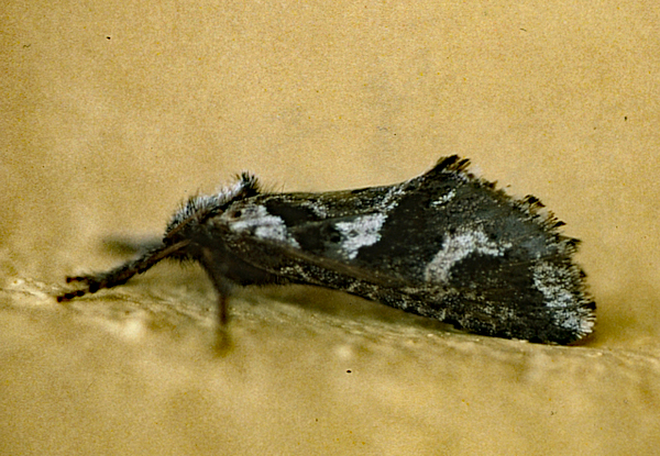 /filer/webapps/moths/media/images/ /thermodes_Afrotheora_A_Roland_01.jpg