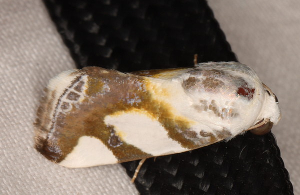 /filer/webapps/moths/media/images/ /trimaculata_Acontia_A_Heyns_01.jpg