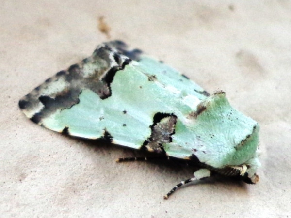 /filer/webapps/moths/media/images/A/Aequatoria_Halochroa_A_Ajibade.JPG