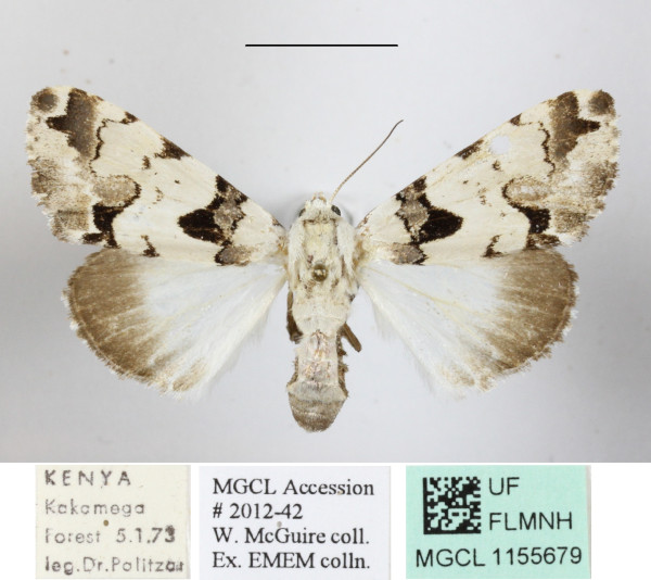 /filer/webapps/moths/media/images/A/Aequatoria_Halochroa_A_MGCLa_01.JPG