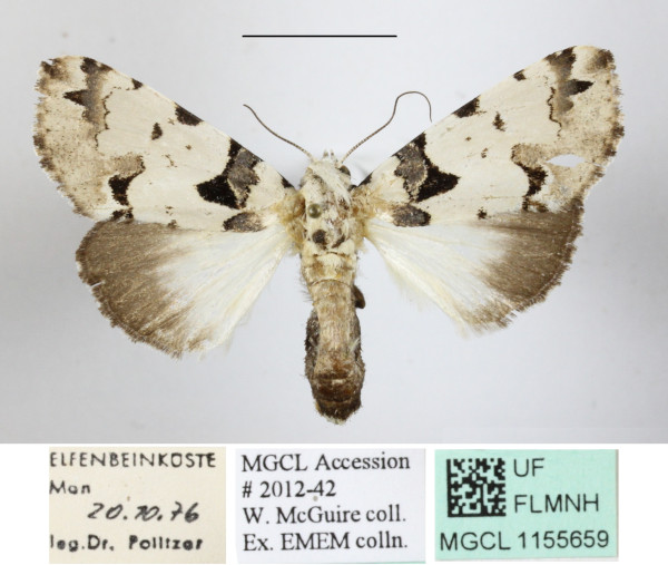 /filer/webapps/moths/media/images/A/Aequatoria_Halochroa_A_MGCLa_02.JPG