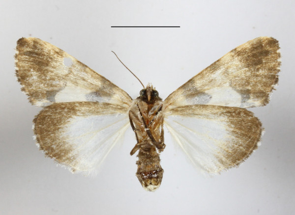 /filer/webapps/moths/media/images/A/Aequatoria_Halochroa_A_MGCLb_01.JPG