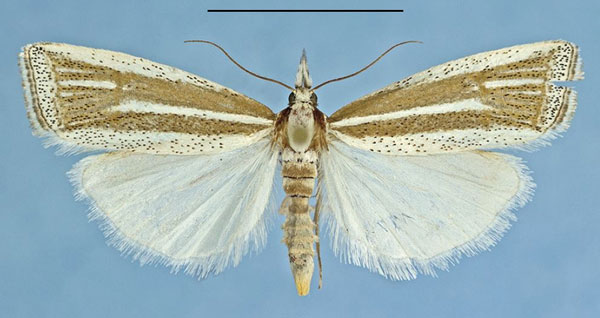 /filer/webapps/moths/media/images/A/aarviki_Afroromieuxia_HT_NHMO.jpg