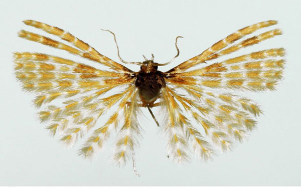 /filer/webapps/moths/media/images/A/aarviki_Alucita_HT_BMNH.jpg