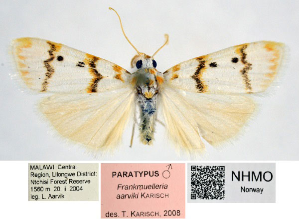 /filer/webapps/moths/media/images/A/aarviki_Cyana_PTM_NHMO.jpg