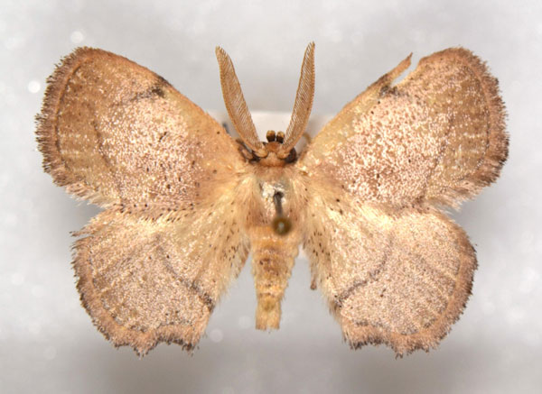 /filer/webapps/moths/media/images/A/aarviki_Ectropona_HT_NHMO.jpg