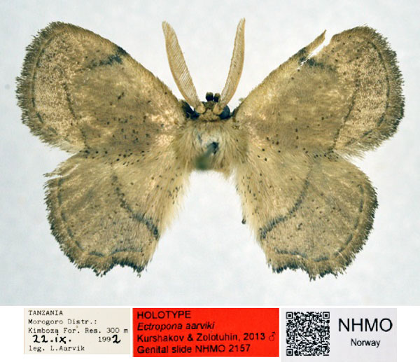 /filer/webapps/moths/media/images/A/aarviki_Ectropona_HT_NHMO_02.jpg