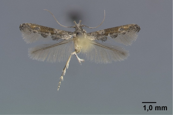 /filer/webapps/moths/media/images/A/aarviki_Epermenia_PT_Gaedike_01.jpg