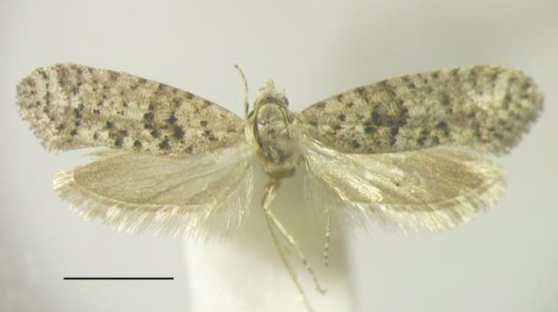 /filer/webapps/moths/media/images/A/aarviki_Homadaula_HT_BMNH.jpg