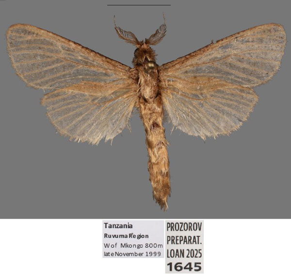 /filer/webapps/moths/media/images/A/aarviki_Phragmataecia_HT_Mueller.jpg