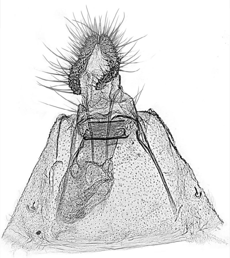 /filer/webapps/moths/media/images/A/aarviki_Phtheochroa_GFPT_USNM.jpg
