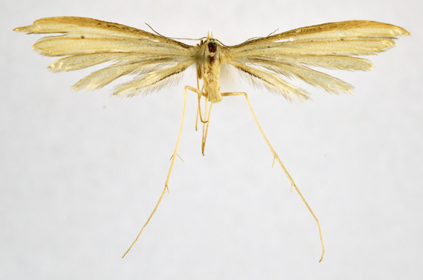 /filer/webapps/moths/media/images/A/aarviki_Platyptilia_A_NHMO.jpg
