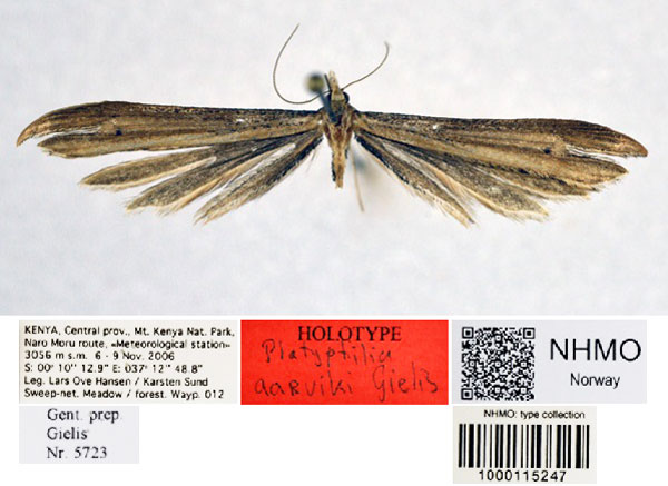 /filer/webapps/moths/media/images/A/aarviki_Platyptilia_HT_NHMO.jpg