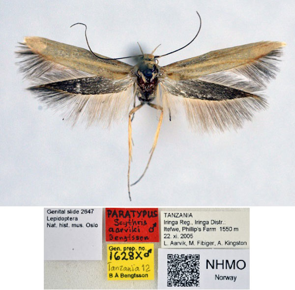 /filer/webapps/moths/media/images/A/aarviki_Scythris_PT_NHMO.jpg