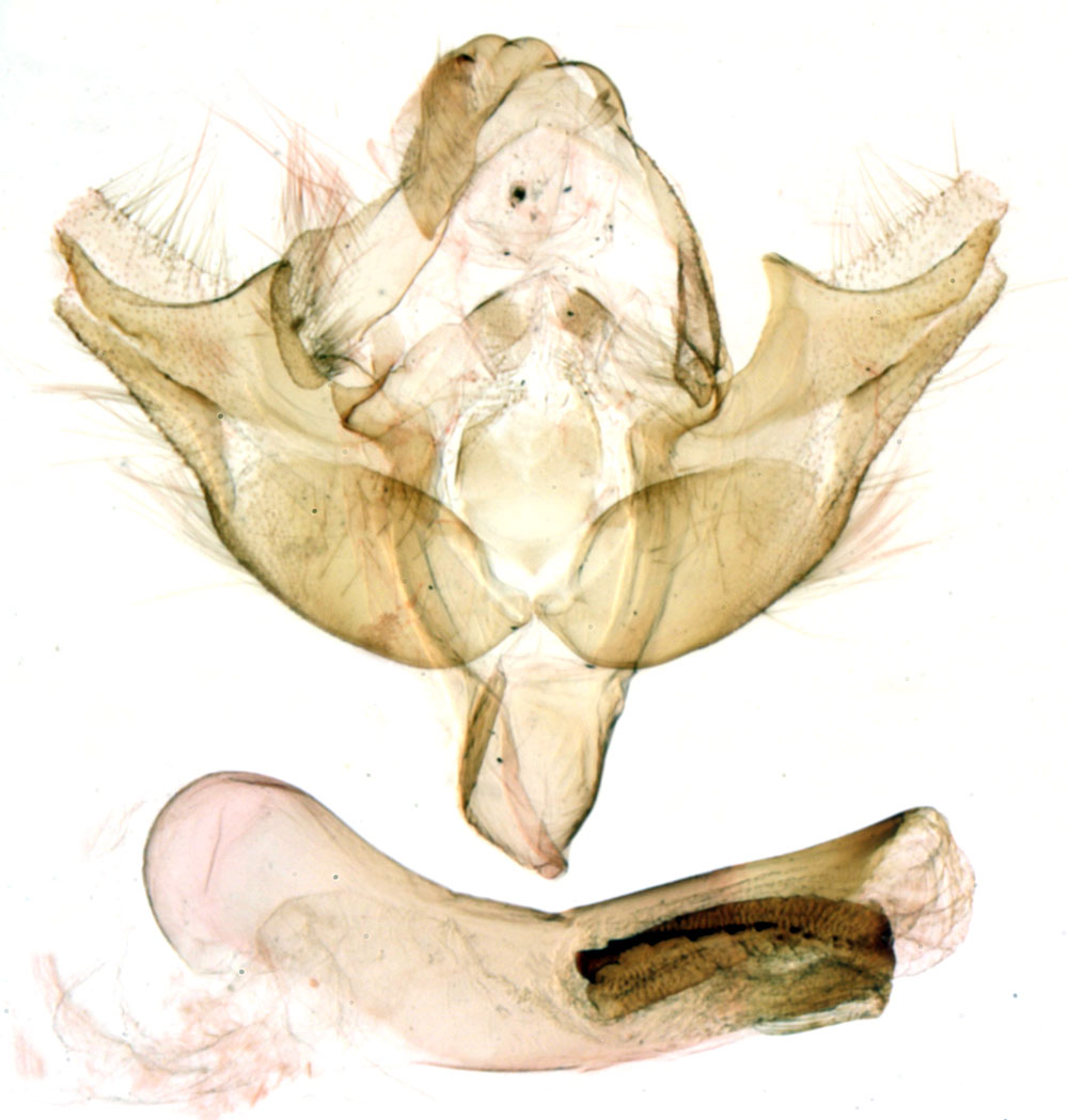 /filer/webapps/moths/media/images/A/abbayei_Acrapex_GMHT_MNHN_BL1259.jpg