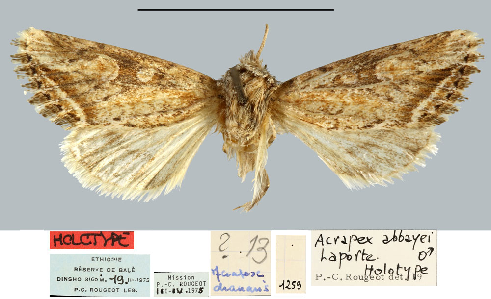 /filer/webapps/moths/media/images/A/abbayei_Acrapex_HT_MNHN.jpg