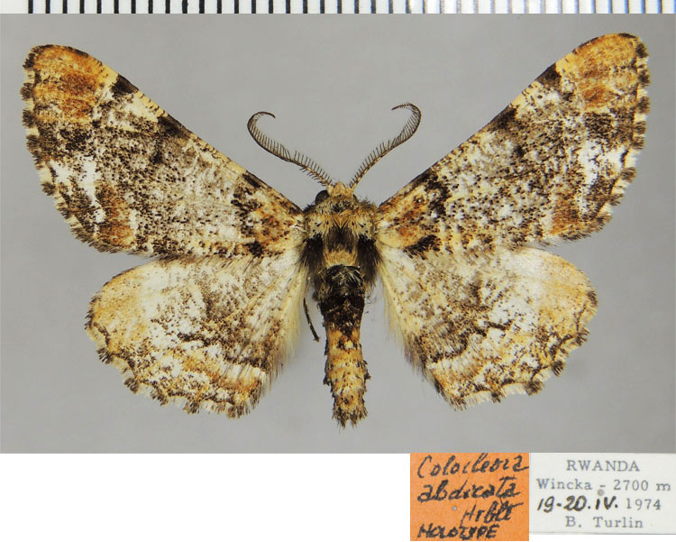 /filer/webapps/moths/media/images/A/abdicata_Colocleora_HT_ZSMa.jpg