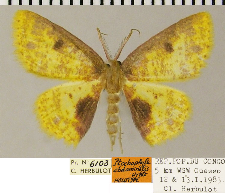/filer/webapps/moths/media/images/A/abdominalis_Chrysocraspeda_HT_ZSM_01.jpg