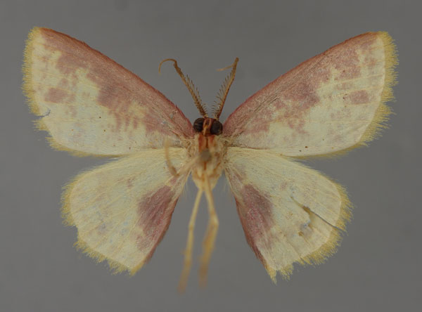 /filer/webapps/moths/media/images/A/abdominalis_Chrysocraspeda_HT_ZSM_02.jpg