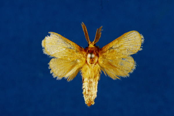 /filer/webapps/moths/media/images/A/abercornensis_Mountelgonia_HT_Lehmann.jpg