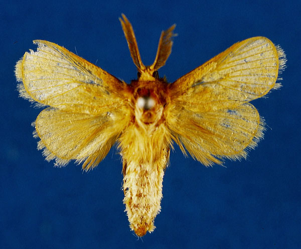 /filer/webapps/moths/media/images/A/abercornensis_Mountelgonia_HT_Lehmann_KF6FfLM.jpg