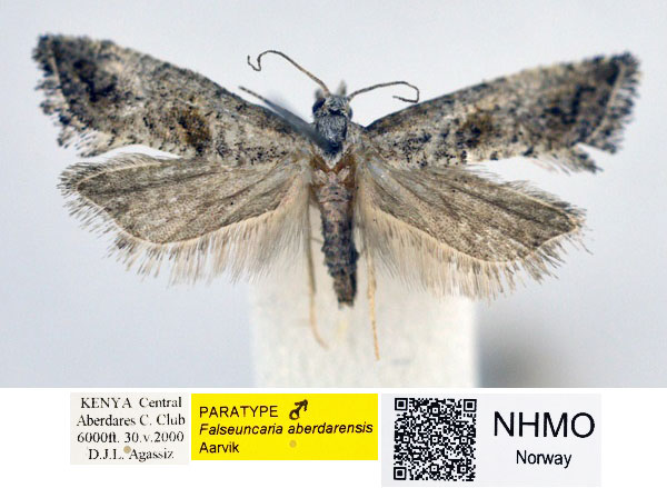 /filer/webapps/moths/media/images/A/aberdarensis_Falseuncaria_PT_NHMO.jpg