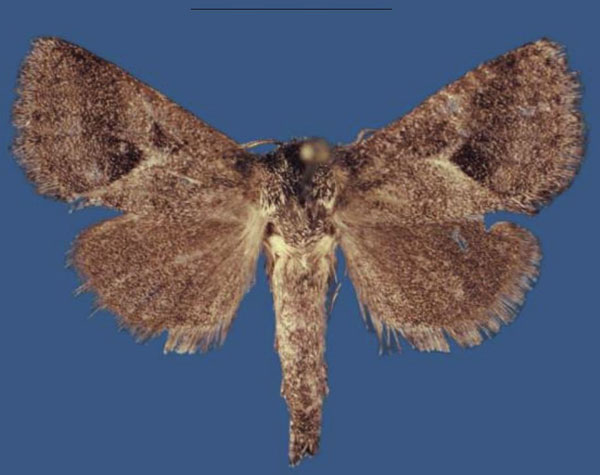 /filer/webapps/moths/media/images/A/aberdarensis_Kayamuhakaia_HT_RMCA.jpg