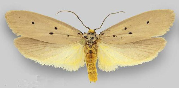 /filer/webapps/moths/media/images/A/aberdaresi_Ethmia_HT_ZMHB.jpg