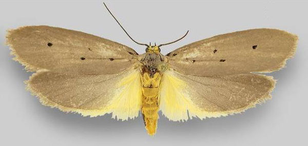 /filer/webapps/moths/media/images/A/aberdaresi_Ethmia_PT_ZMHB.jpg