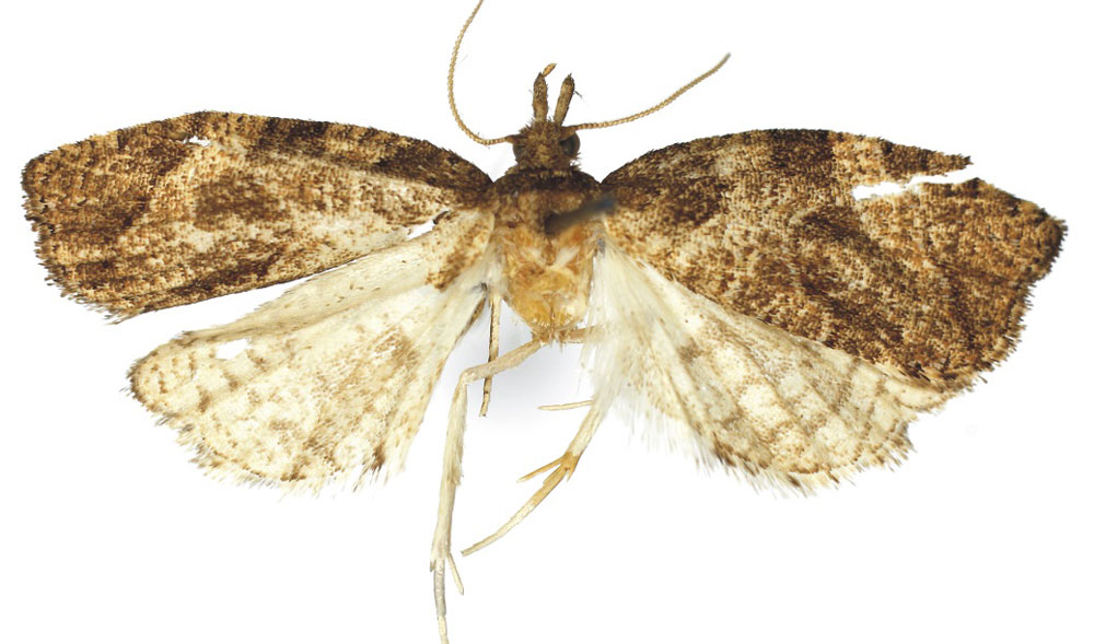 /filer/webapps/moths/media/images/A/aberdarica_Aphelia_HT_RMCA.jpg