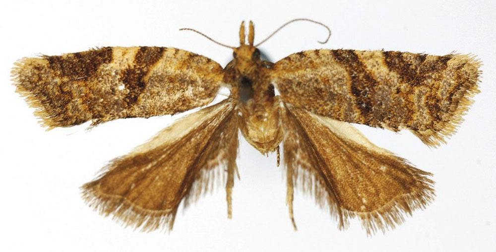 /filer/webapps/moths/media/images/A/aberdarica_Orilesa_HT_RMCA.jpg