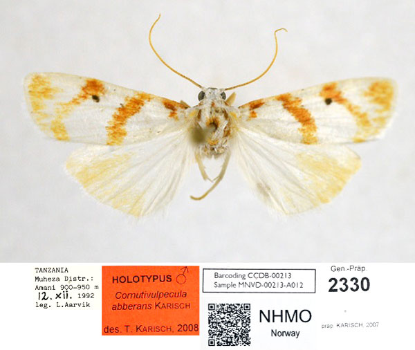 /filer/webapps/moths/media/images/A/aberrans_Cyana_HT_NHMO.jpg