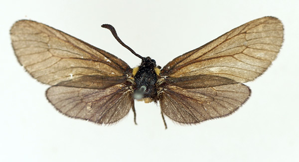 /filer/webapps/moths/media/images/A/abessynica_Epiorna_AF_TMSA.jpg