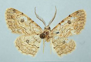 /filer/webapps/moths/media/images/A/abiyi_Orbamia_HT_ZSMa.jpg
