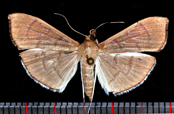 /filer/webapps/moths/media/images/A/ablactalis_Poliobotys_AM_Poltavsky.jpg