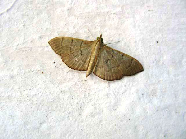 /filer/webapps/moths/media/images/A/ablactalis_Poliobotys_A_Goff_01.jpg