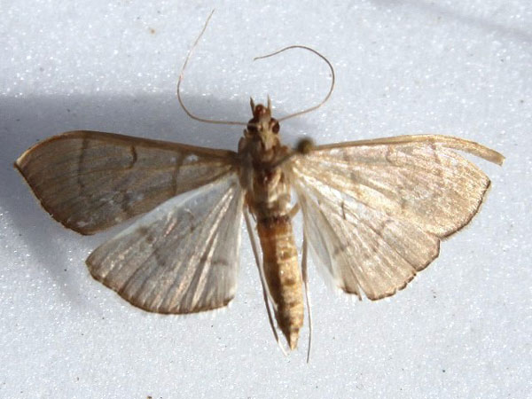 /filer/webapps/moths/media/images/A/ablactalis_Poliobotys_A_Goff_02.jpg