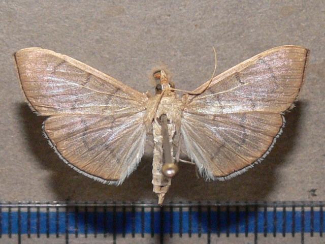 /filer/webapps/moths/media/images/A/ablactalis_Poliobotys_A_Goff_02_dbjkU6J.jpg