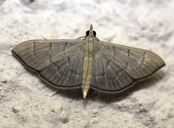 /filer/webapps/moths/media/images/A/ablactalis_Poliobotys_A_Heyns_01.jpg