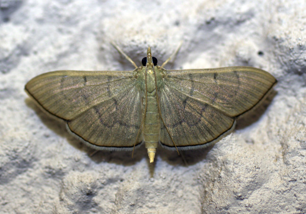 /filer/webapps/moths/media/images/A/ablactalis_Poliobotys_A_Heyns_02.jpg