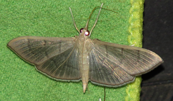/filer/webapps/moths/media/images/A/ablactalis_Poliobotys_A_Hines.jpg