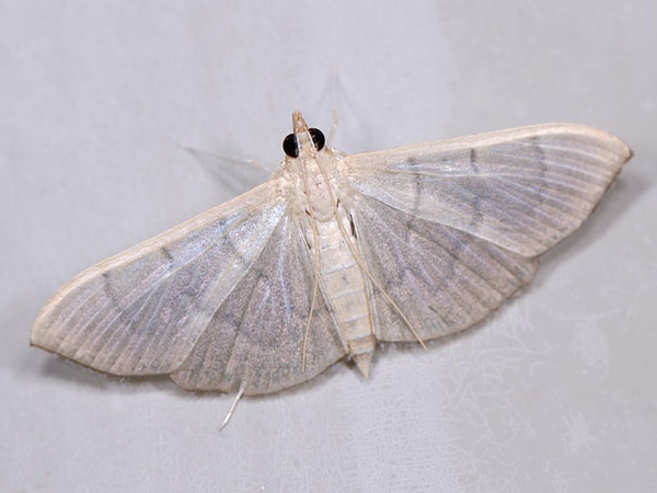 /filer/webapps/moths/media/images/A/ablactalis_Poliobotys_A_Mazzei.jpg