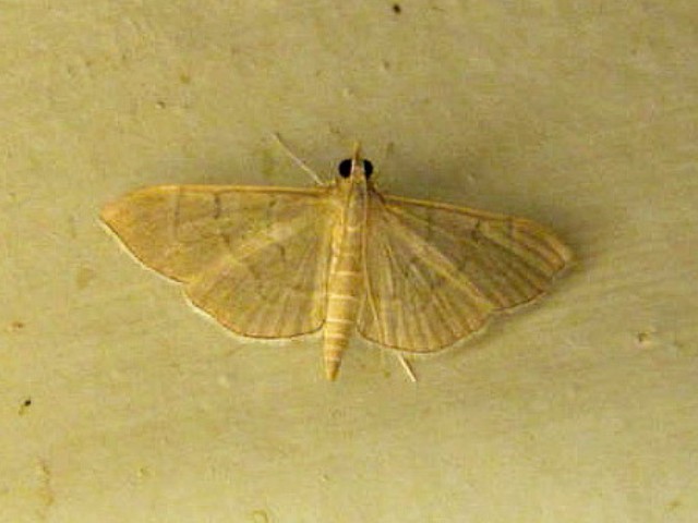/filer/webapps/moths/media/images/A/ablactalis_Poliobotys_A_Sydes.jpg