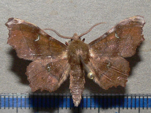/filer/webapps/moths/media/images/A/ablegata_Dioptrochasma_A_Goff_01.jpg