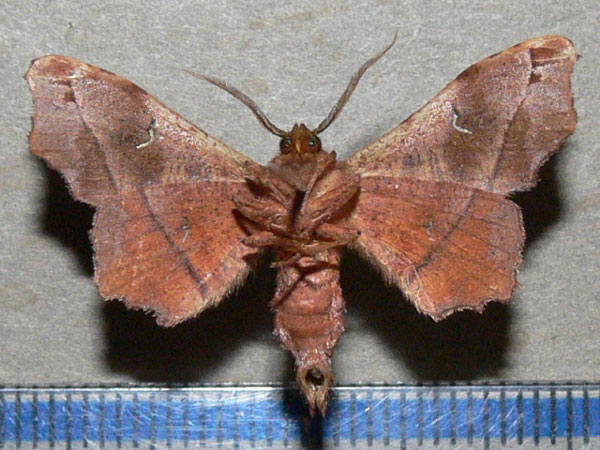 /filer/webapps/moths/media/images/A/ablegata_Dioptrochasma_A_Goff_03.jpg