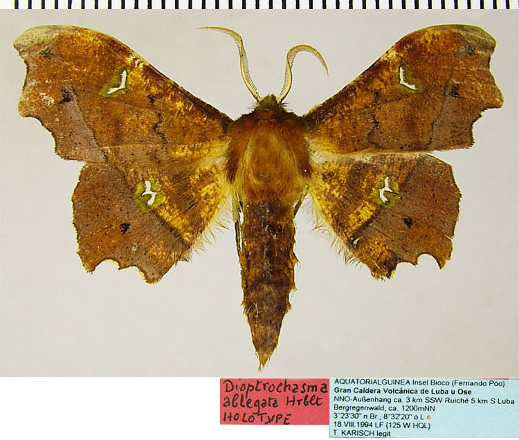 /filer/webapps/moths/media/images/A/ablegata_Dioptrochasma_HT_ZSMa.jpg