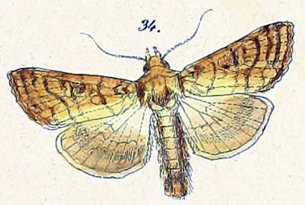 /filer/webapps/moths/media/images/A/ablusa_Plusia_HT_Felder_1874_110-34.jpg