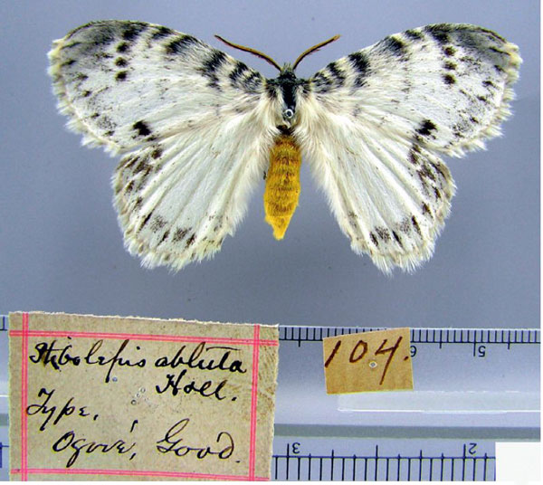 /filer/webapps/moths/media/images/A/abluta_Euchera_HT_CMP.jpg