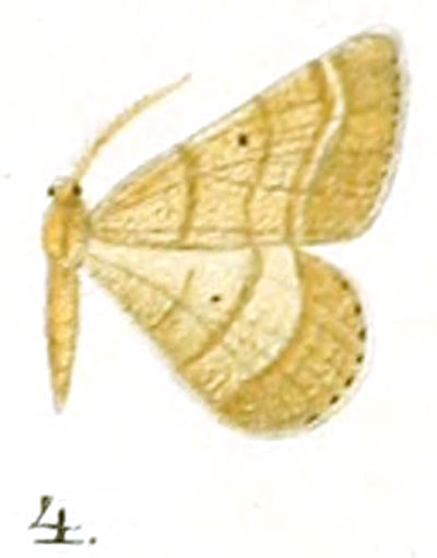 /filer/webapps/moths/media/images/A/abnormata_Tephrina_HT_Prout_17-4.jpg